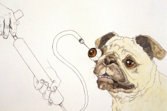 Pug