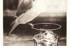 The Poisoning of the Cedar Waxwing